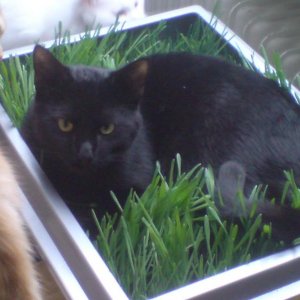 Dragon liebt sein Katzengras