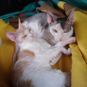 Buddy (grau) und Elvis (rot)