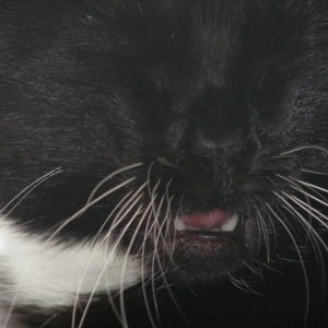 die kleinen Zähnchen