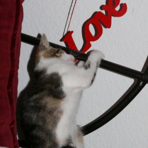 Feli ich liebe Dich in Love