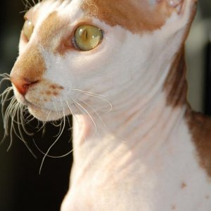 iGor  April 2012
©Wormeater