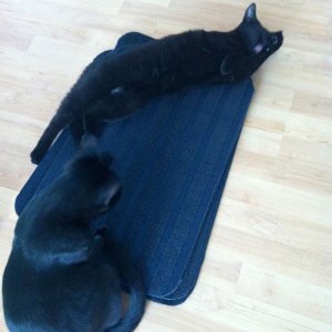 Die Matten zum Bekleben der Regale sind anscheinend schonmal genehm!