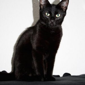 Nala macht sich gut als Statue