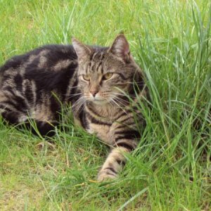 Im gesicherten Katzengarten im Gras liegen und Vögel beobachten, das mag Merli - glaube ich - am liebsten.