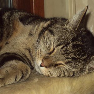 Sieht er nicht süß aus, wenn er schläft?