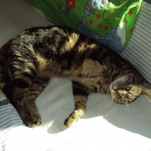 Das war an seinem zweiten Tag hier bei uns. Sofort hat er sich mein Bett erobert.