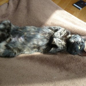 "Los, Bauchi streicheln!"