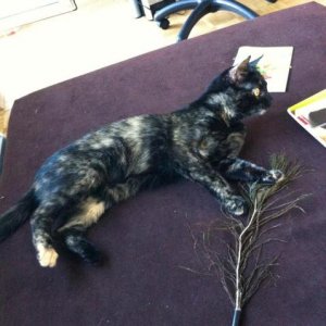 Kira schon im neuen Zuhause