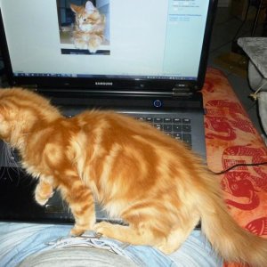 Kasi und der Laptop ... Bild bearbeiten