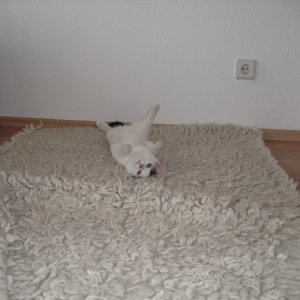 Einzug in die neue Wohnung