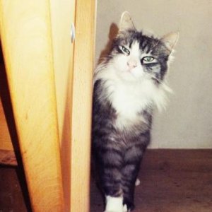 mein süßer aber etwas gestörter Nero :')