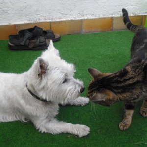 Flöckchen mit neuem Spielkamerad.