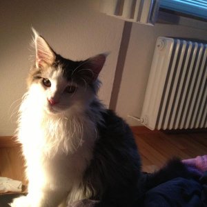 Newton im Scheinwerferlicht