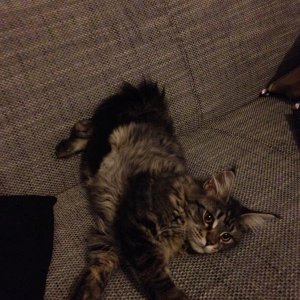 warscheinlich wars gemütlich