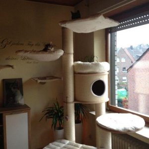 Neuer Kirstins Kratbaum