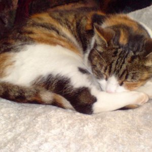 Da passt sie doch wie ein Chamäleon zur Decke und zum Sofa. Man sieht dich gar nicht Maus ;)!