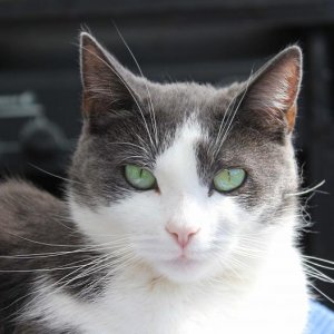 Lissy mit ihren schönen türkisfarbenen Augen. Unser Findelkind.