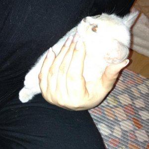 Mini-Mitzi Lilac-Tortie Hedwig