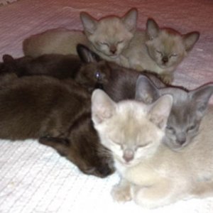 Mini-Mitzi Haufen
Von vorne nach hinten: 1 Lilac-Mädel, 1 Blue-Mädel, 2 Braun-Bubis, 2 Cocolate-Mädels