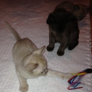 Mini-Mitzi Chocolate Hermine