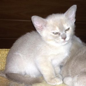 Mini-Mitzi Lilac-Tortie Hedwig