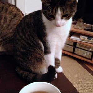 Cleo und der böse tee