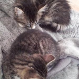 Ivy und Ziva - das stille Mäuschen Ziva durfte mit der kleinen Hexe Ivy zu einer Familie mit zwei Kindern ziehen. Sie ergänzen sich ganz wunderbar