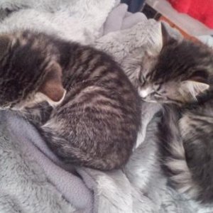 Ivy und Ziva - das stille Mäuschen Ziva durfte mit der kleinen Hexe Ivy zu einer Familie mit zwei Kindern ziehen. Sie ergänzen sich ganz wunderbar