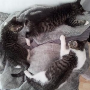 Ivy, Ziva und Lisbeth