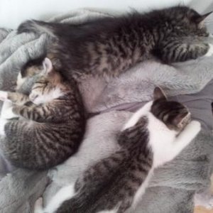 Ivy, Ziva und Lisbeth