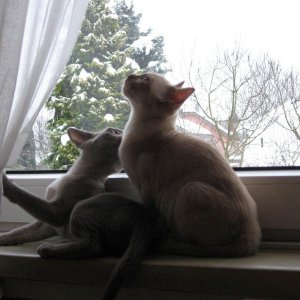 Schön warm auf der Fensterbank