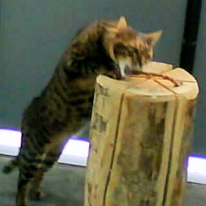 Sharan ist ein Lausebengel, er spielt gerne und ab und zu hat er Flausen im Kopf wie hier. Er will unbedingt die Halterung am Holzklotz wegbeissen.