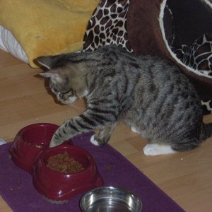 Ein gut erzogener Kater isst mit den Händen.