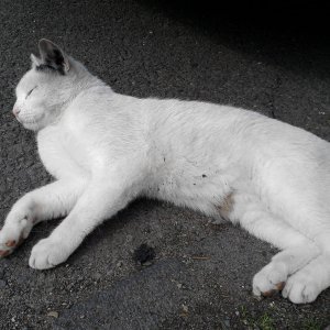 Er schläft total gerne hinter unserem Auto o.o