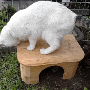 Kaninchen sind interessant ;)