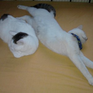 Rolli muss sich streeecken