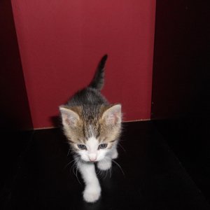 Rollis Bruder Tabby (4 Wochen alt)