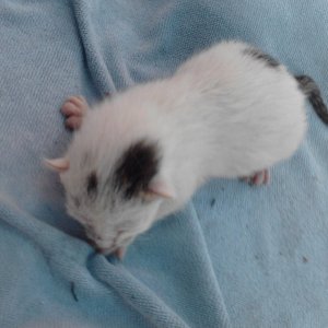 Rollis Schwester Tatz (1 Tag alt)