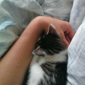 Gina fühlt sich pudel wohl in meinen Arm