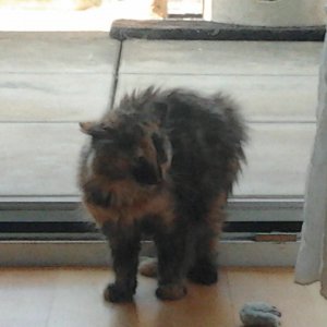 1. Begegnung mit Sammy hihi kleines Kätzchen ganz Groß :D