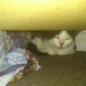 da liegt sie unterm Schrank zwischen Sockentüten die es noch nichts geschafft haben sich selbst zu sotieren :-P