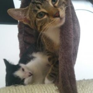 Die beiden in einer Hängematte. 
Ich bin da sieht man wie jung Phoebe noch ist und defintiv keine 12 Wochen...
(das ließ sich leider auch nicht drehen )