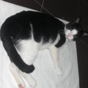 störe mich nicht (unser dreibein Rübe)