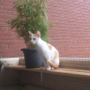 Mein kleiner Neuzugang Luis aus Rumänien...