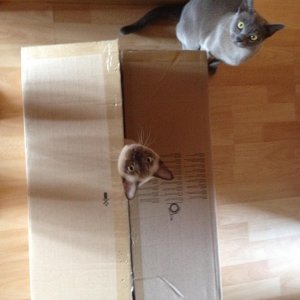 Hogwarts Verschwindekabinett