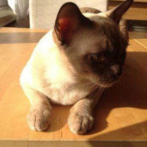 Blondi lässt sich die ersten Sonnenstrahlen auf den Pöppes scheinen