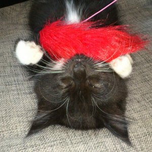 Manni - beim Spielen eingeschlafen