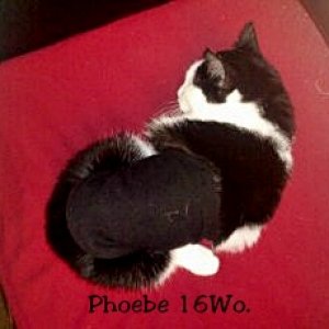 Kurz nach der Kastration bei uns zu Hause. Erstmal noch ausschlafen...aber bitte mit nen Suit!