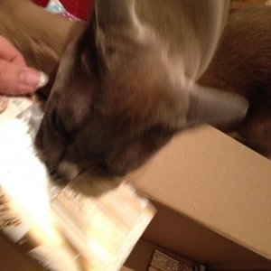 Schnapp und weg... Kröte!