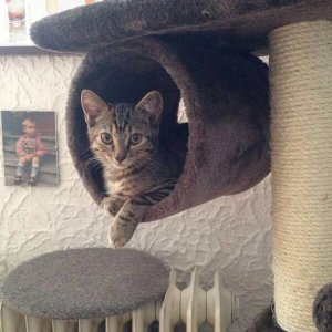 Das ist unsere kleine in ihrem 1. Kratzbaum!